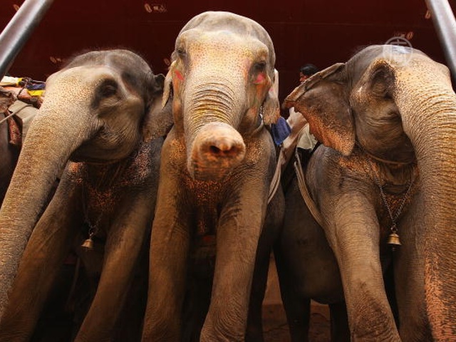 У слонов Индии начались каникулы