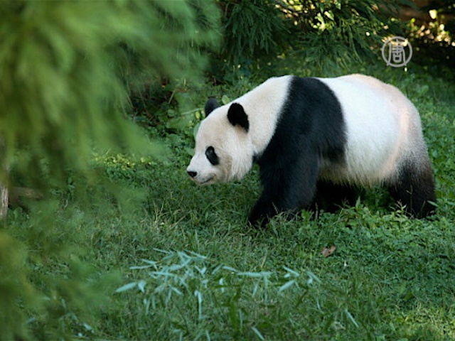 На Тайване родилась первая панда