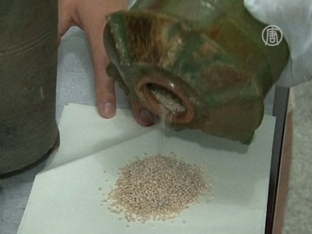 Зерно возрастом 2000 лет нашли в Китае