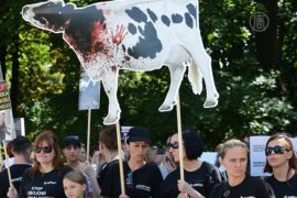 Израиль и Польша поссорились из-за убоя скота