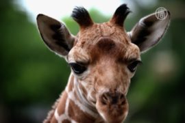 В зоопарке Буэнос-Айреса родился жирафёнок