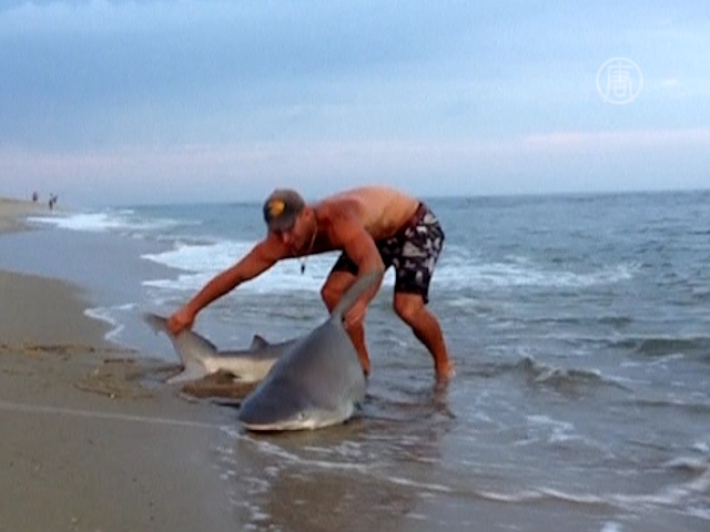Американец руками вытащил акулу на берег
