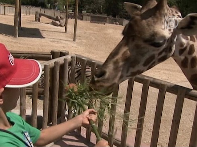 В зоопарке Мадрида можно покормить жирафов
