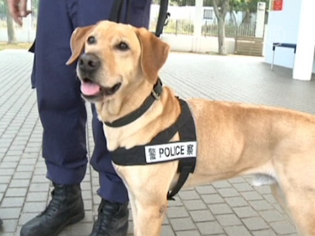 В Гонконге из бродячих собак делают полицейских