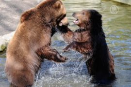 В зоопарках Китая животных спасают от жары
