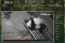 Теперь можно наблюдать за пандами онлайн