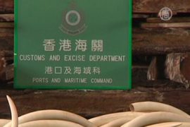 Бивни, рога и шкуры на $5,3 млн изъяты в Гонконге
