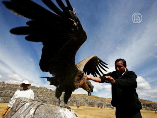 В чилийских Андах спасают заболевших кондоров