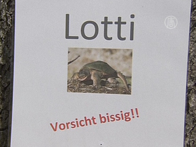 В Германии ищут черепаху, напавшую на ребенка