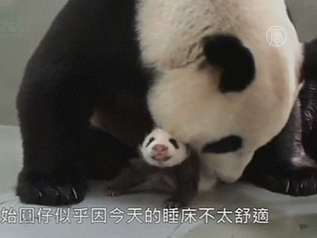 Трогательное воссоединение панды и её детёныша