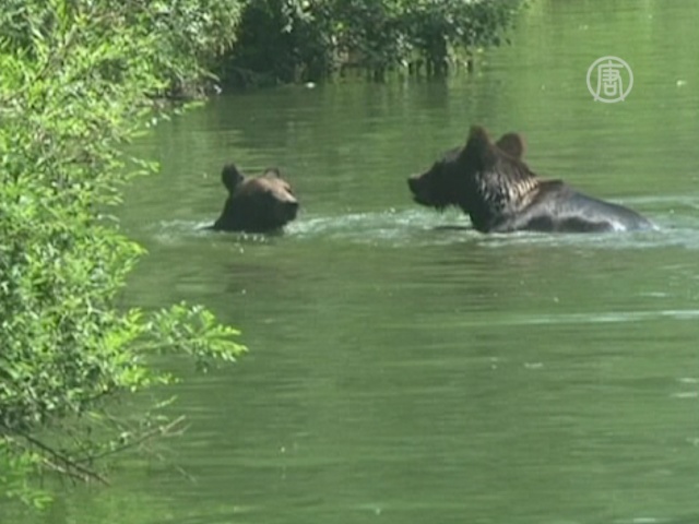 Животных пекинского зоопарка спасают от жары