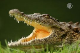 Полиция Екатеринбурга ловит крокодила