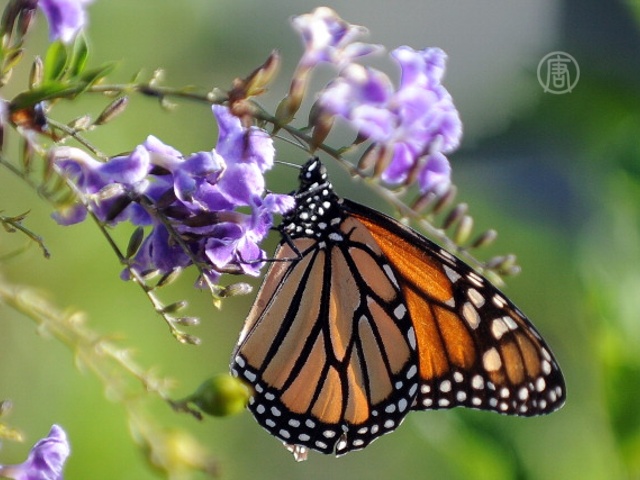 Бабочкам-монархам грозит гибель из-за вырубки