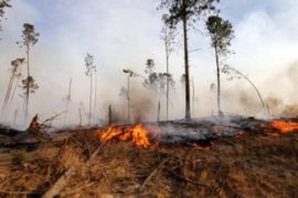 Аргентина: пожары уничтожают дома
