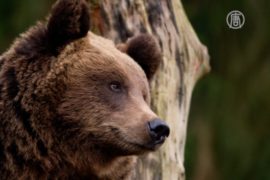 Бурых медвежат спасают в приюте
