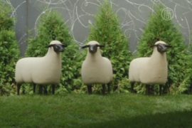 Автозаправку в центре Нью-Йорка оккупировали овцы