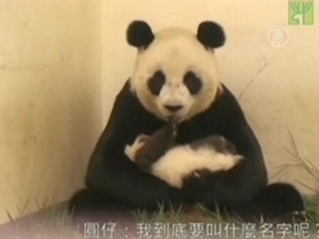 Тайбэйская панда растет не по дням, а по часам