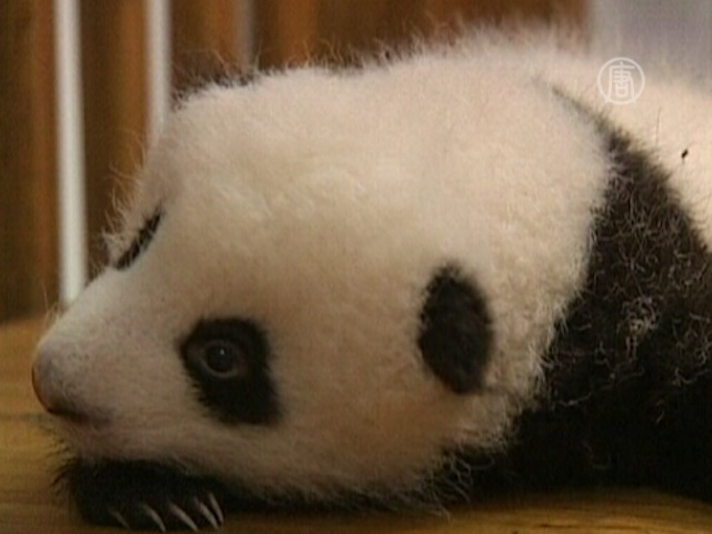 14 детёнышей панд дебютируют в Китае