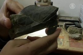 В Китае нашли древнейшую рыбу с челюстями