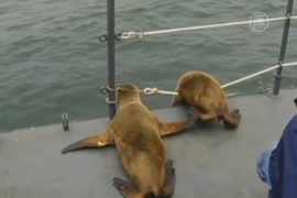 В Перу вернули в океан 6 морских львов