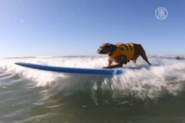 Собачий сёрфинг показали в Калифорнии