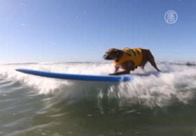 Собачий сёрфинг показали в Калифорнии