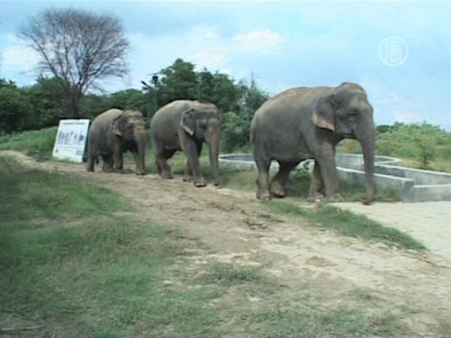 Больных индийских слонов выхаживают в «Раю»