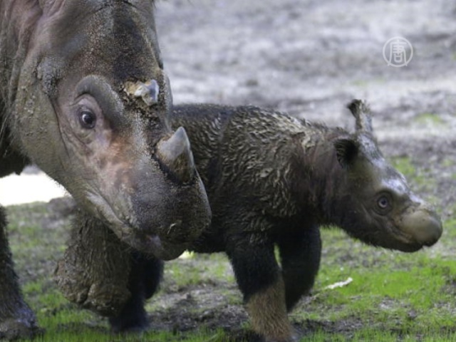 Видео: суматранские носороги в Борнео не вымерли!