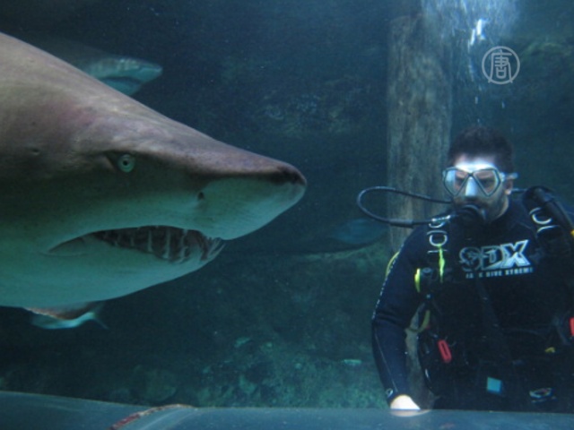 Дайвер побывал в зубах акулы во второй раз