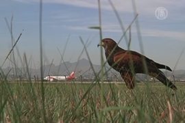 Аэропорт в Рио патрулируют соколы