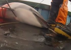 Рыбаки Перу тысячами убивают дельфинов