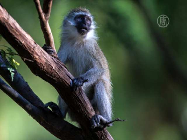 В Джакарте закроют «обезьяний» бизнес