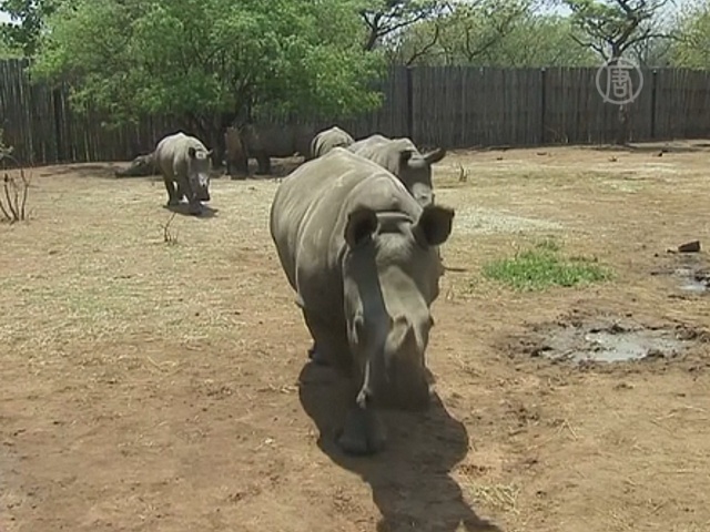 В ЮАР открылся первый детский дом для носорогов