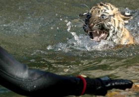 Тигрята учатся плавать