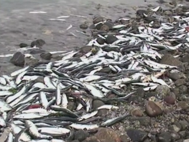 Тысячи мёртвых рыб выбросило на побережье Чили