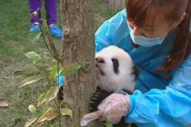 Как панд учили лазить по деревьям