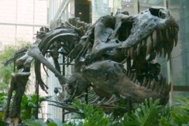 Лот «Битва динозавров» уйдёт с молотка в Нью-Йорке