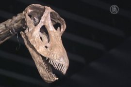 17-метровый скелет динозавра уйдет с молотка