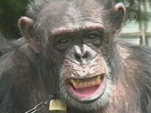 Шимпанзе требуют признать «личностью» и отпустить