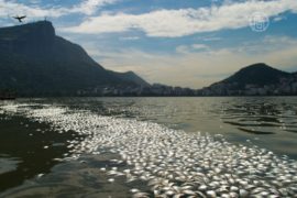 Вода в Рио не готова к Олимпиаде-2016