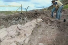 Останки 8-метрового плезиозавра нашли в Колумбии
