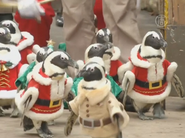 Рождественские пингвины по-сеульски радуют детей
