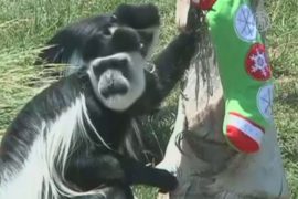 Зверей зоопарка в Чили побаловали перед Рождеством