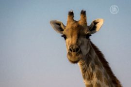 16 жирафов пережили ремонт в парижском зоопарке