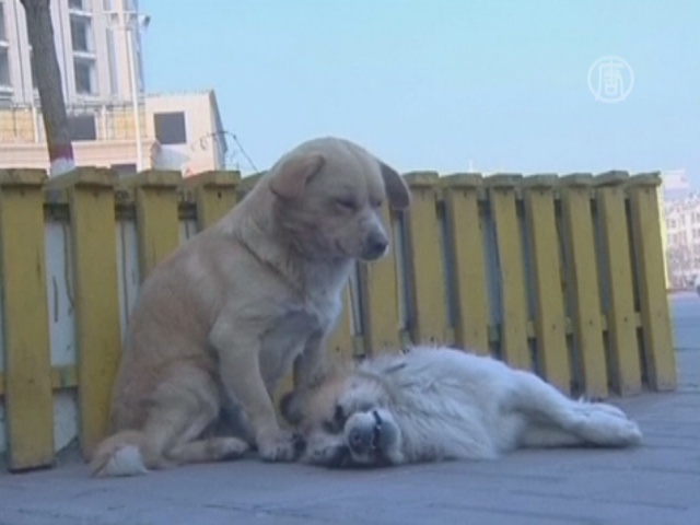 Собака оплакивает погибшего друга