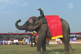 Конкурс красоты среди слонов прошел в Непале