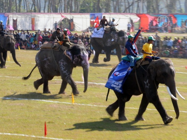 Слоны бегают наперегонки в Непале