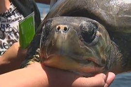 Чилийские рыбаки спасли огромную черепаху