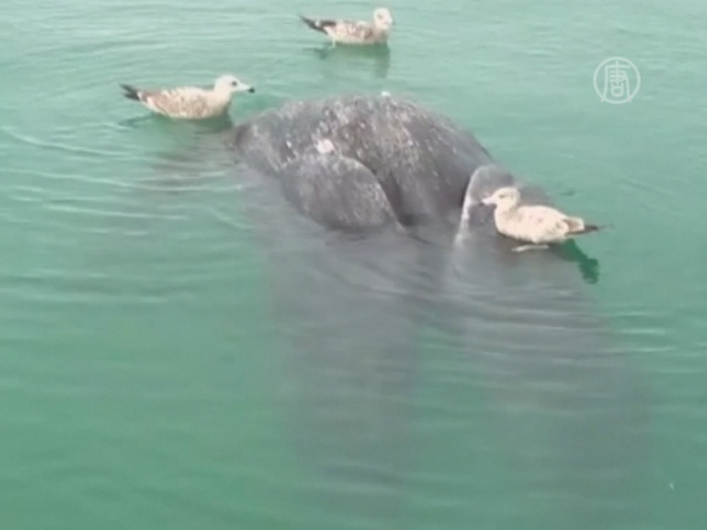 В Мексике нашли мертвых сросшихся детенышей кита