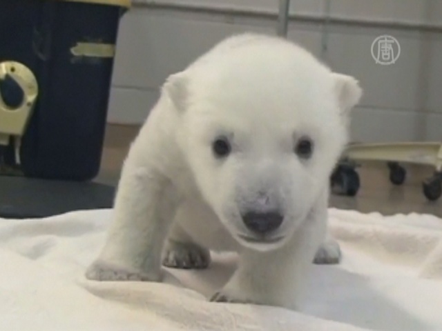 Белый медвежонок в Торонто делает первые шаги
